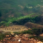 Beekforel-in-stroming