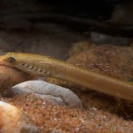 Gouden-beekprik-mannetje