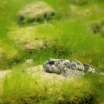 Rivierdonderpad-op-steen