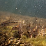 Riviergrondel-groepje