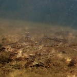 Riviergrondels-schooltje