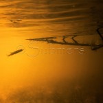 Snoekje-zon