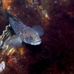 Zwarte-grondel-(Gobius-niger)-3