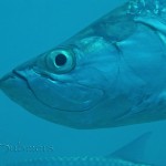 Atlantic tarpon (Megalops atlanticus) 3