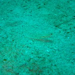 Bridled goby (Coryphopterus glaucofraenum)