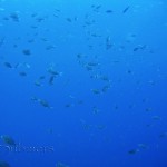 Brown chromis (Chromis multilineata)