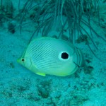 Foureye butterfly fish (Chaetodon capistratus)