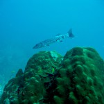 Great barracuda (Sphyraena barracuda)