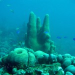 Pillar coral (Dendrogyra cylindrus)
