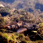 Rivierdonderpad-verscholen