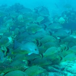 Sailors choice (Haemulon parra) and Blue striped grunt (Haemulon sciurus)