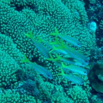 Yellow goatfish (Mulloidichthys martinicus)