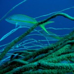 Yellowtail snapper (Ocyurus chrysurus) 3