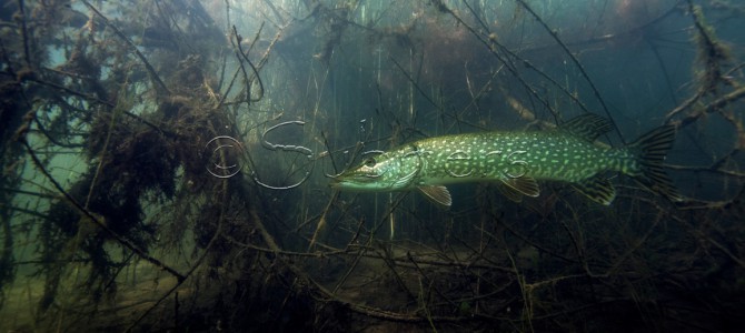 Snoek onder wilgentakken