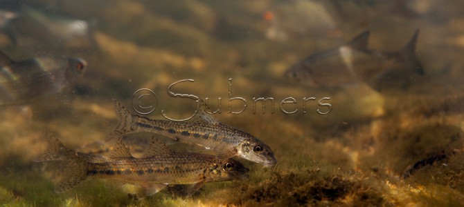 Grazende riviergrondels
