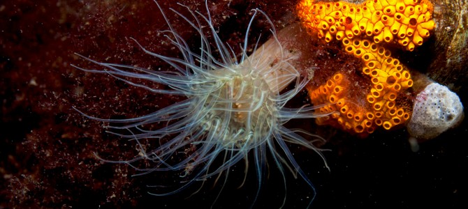Een plons in het Grevelingenmeer tijdens het RAVON Vissenweekend